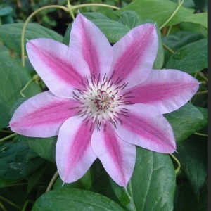 Саженец Клематиса Капитан Туллекс (Capitaine Thuilleaux)