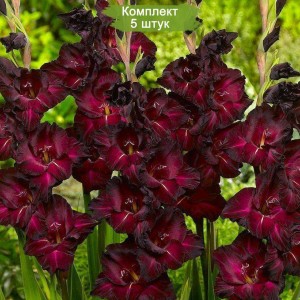 Луковицы гладиолуса Крупноцветковый Блэк Джек (Black Jack)  -  комплект 5 шт.