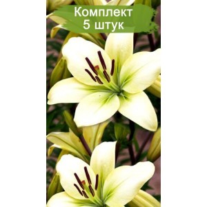 Луковицы лилии Courier (Курьер ) -  комплект 5 шт.