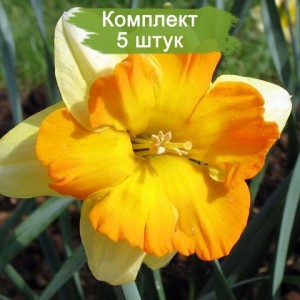 Луковицы желтого нарцисса Мондрагон (Mondragon) -  комплект 5 шт.