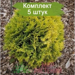 Саженцы Туи шаровидной Амбер Глоу (Amber Glow) -  комплект 5 шт.
