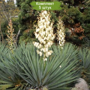 Саженцы юкки Сизой -  комплект 5 шт.
