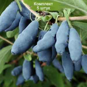 Саженцы жимолости Длинноплодная -  комплект 5 шт.