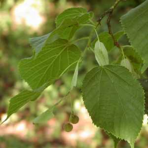 Саженец липы Кавказской 100-150 см