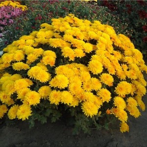 Саженец хризантемы мультифлора Браниндио (Branindio) желтая