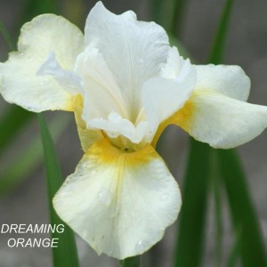 Саженец ириса сибирского Дримин Орэндж (Dreaming Orange)