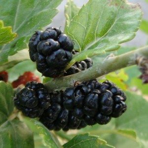 Саженец шелковицы Надия