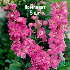 Комплект 5шт / Дельфиниум Пасифик Астолат