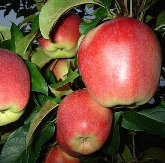 Купить саженец яблони Лигол (Ligol) в Азове по цене 500 ₽ дешево